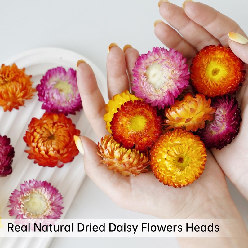 Pack of 30-40 dried flower heads for wedding and autumn