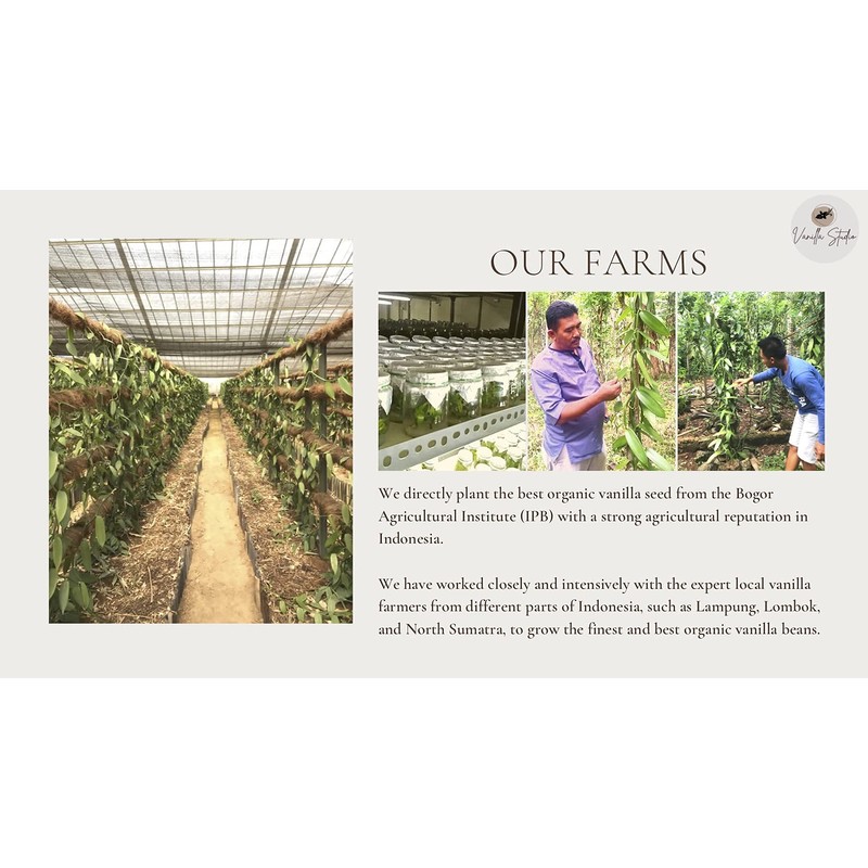Vanilla Studio 10 Count Indonesian Grade A Vanilla Beans