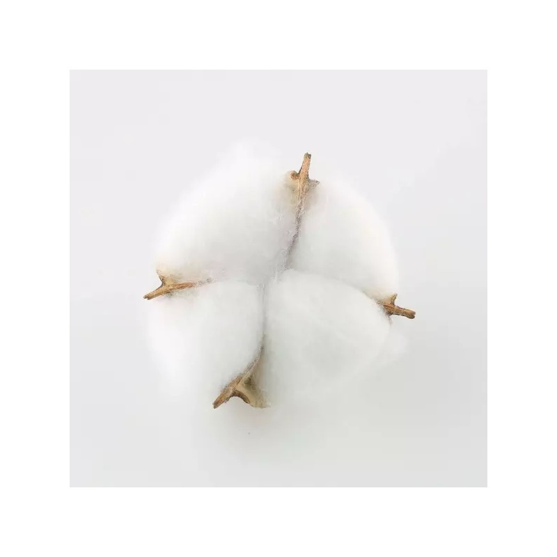 Tag 테그 코튼 볼 20PCS 천연 흰색 건조 포드로 농가