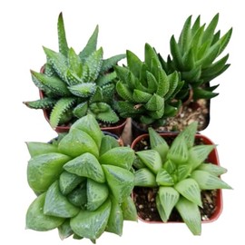 Live Succulent Cactus Plants Collection for Home Decor (2"Pot Haworthia 4PK Random Types)