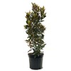 American Plant Exchange Southern Little Gem Magnolia Tree, 7 Gallon