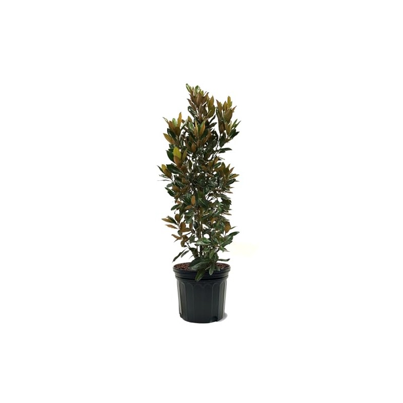 American Plant Exchange Southern Little Gem Magnolia Tree, 7 Gallon