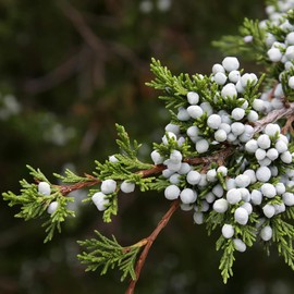 Aromatics International Cedarwood Essential Oil 15ml