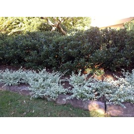 CZ Grain 50 Saltbush Seeds for Planting Great Landscape Bush Made in USA