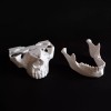 MiniMex 3D Modelo Anatómico Mandíbula 1:1 Y Mini-implante Impresos 3d