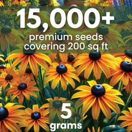 Black Eyed Susan - Large 5g Envelope - 15,000 Flower Seeds for Planting - Rudbeckia hirta