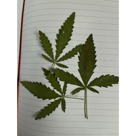 NEW 30 WIDE Dried Pressed Hempleaves for ART CRAFT ONLY Botanical Plant DIY Arts