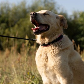 Ferplast Ergofluo Dog Collar, 43 cm x 51 cm, Fuchsia