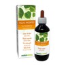 Silver Linden (Tilia tomentosa) Alcohol-Free Bud Extract from Fresh Buds