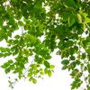 Jobe’s Slow Release Tree and Shrub Fertilizer Spikes, Easy Plant