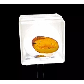 Fossil Amber With Insects ~ 45/55 Million Years Old