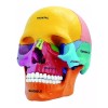 4D Master Craneo Humano Colores Desarmable Didactico 1:2 4d Master