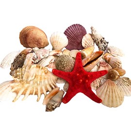 Wattkiste Musselmix Beautiful Decorative Shells for Decorating and Crafting, Large Shells, 15-20 cm Shell Baskets