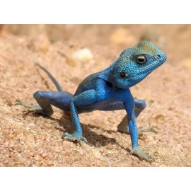 Blue Agama Sinaita Lizard Poster Photo Reptile Posters Photos 16x20