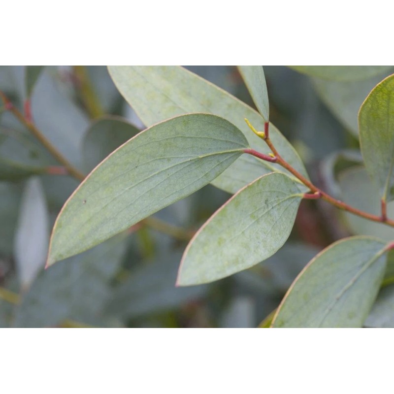 SWAN LIFE EESENTIALS respiratory support - LUNG SUPPORT TEA -