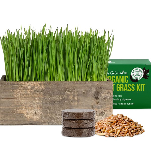The Cat Ladies Cat Grass Kit Complete with Rustic Wood Planter, Organic Seed and Soil. Easy to Grow - Great for Indoor or Outdoor Cat, Dogs and Other Pets. Prevent Hairballs and Aid Digestion…