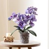 TRUEDAYS Orchid Pot - 4 Pack 4 Inch Clear Plastic