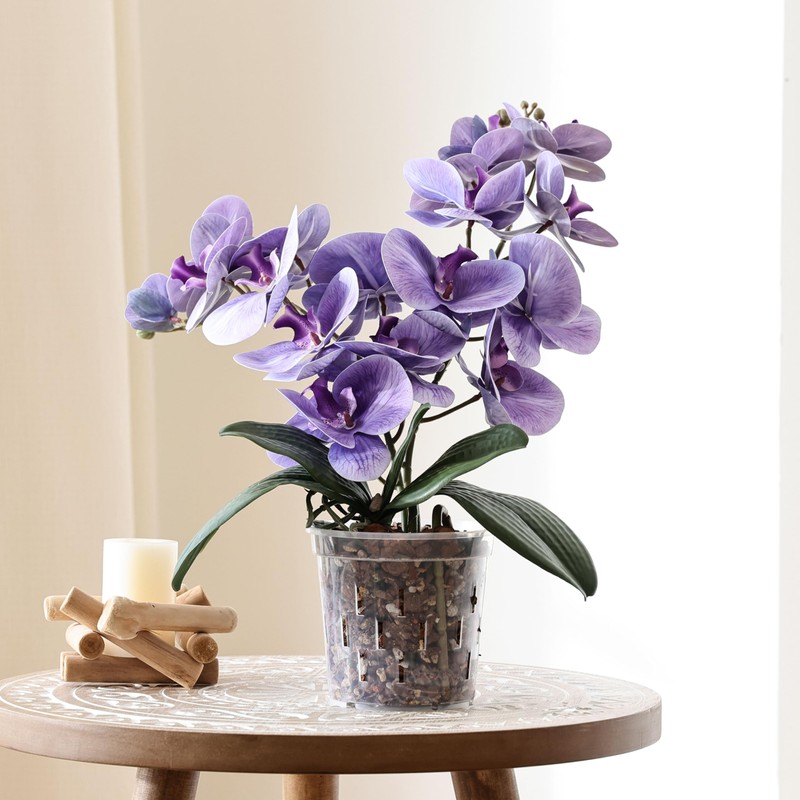 TRUEDAYS Orchid Pot - 4 Pack 4 Inch Clear Plastic