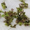 Rare! Australian Duckweed (Lemna Disperma) Floating Plant