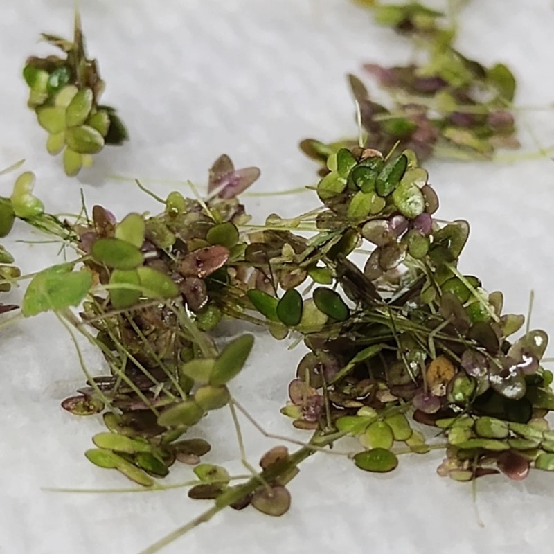 Rare! Australian Duckweed (Lemna Disperma) Floating Plant