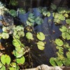 Meanchen Pond Netting 15 X 20 FT,Pond Netting for Leaves,Pond