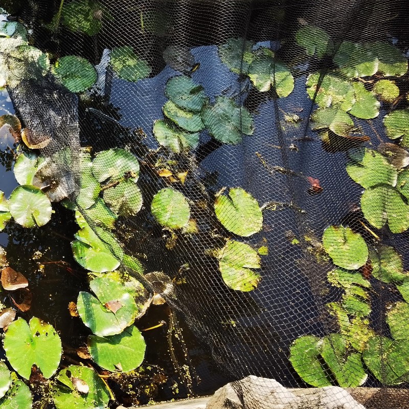 Meanchen Pond Netting 15 X 20 FT,Pond Netting for Leaves,Pond