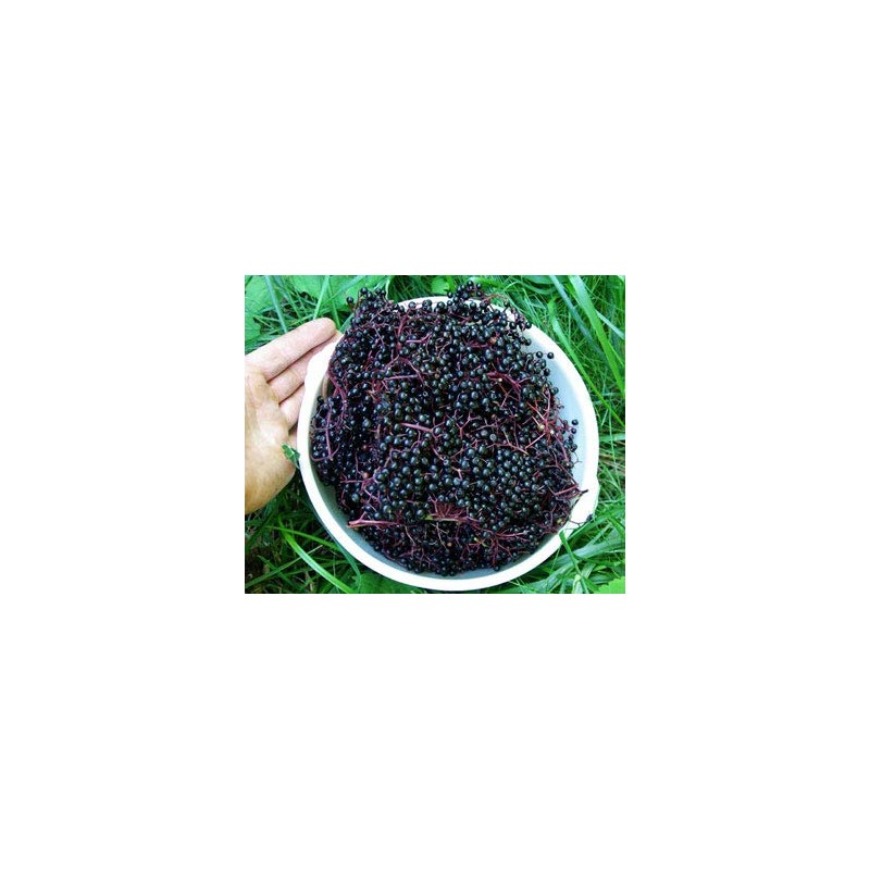 Sambucus nigra: European Elder Seeds