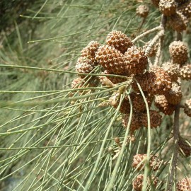 MySeeds.Co Casuarina cunninghamiana (River Oak) Tree Seeds, Needle-Like Foliage - 0.5 oz (~ 21563 Seeds)