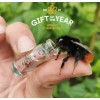 Beevive Bee revival kit (rose gold) - help save honey