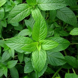 Peppermint Herb Garden Seeds - 1000 Seeds - Non-GMO, Heirloom, Perennial Herbal Gardening for Mint Tea and Culinary Applications