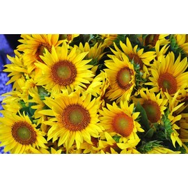 CEMEHA SEEDS - Yellow Sunflower Giant Ornamental Titan Annual Flowers for Planting