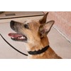 Starmark Pro-Training Dog Collar Add-A-Link Large