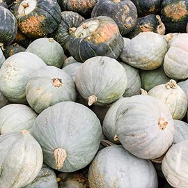 Squash Seeds - Winter - Hubbard Baby Blue - 4 g Packet ~20 Seeds - Cucurbita Maxima - Farm & Garden Vegetable Seeds - Non-GMO, Heirloom, Open Pollinated, Annual