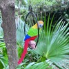 Parrot Statue 11 Inch Tropical Sculpture for Lawn,Patio Yard Art