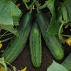Eden Brothers Cucumber Seeds - Patio Snacker
