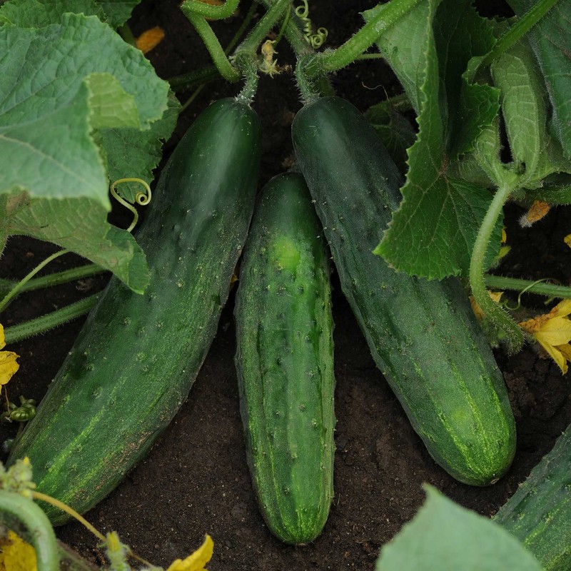 Eden Brothers Cucumber Seeds - Patio Snacker