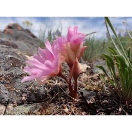 Lewisia rediviva | Bitterroot | 5 Seeds