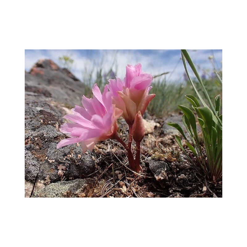 Lewisia rediviva | Bitterroot | 5 Seeds