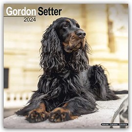 Gordon Setter Calendar 2024 | Square Dog Breed Wall Calendar - 16 Month
