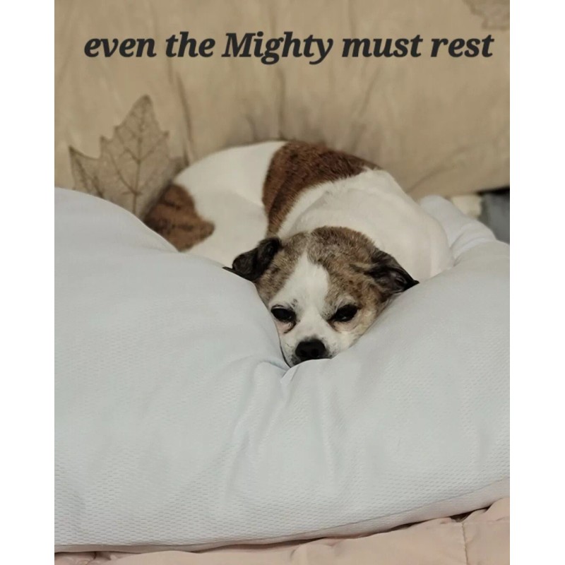 Kobalt 10 Pc Spiral Screw Extractor & Drill Set with