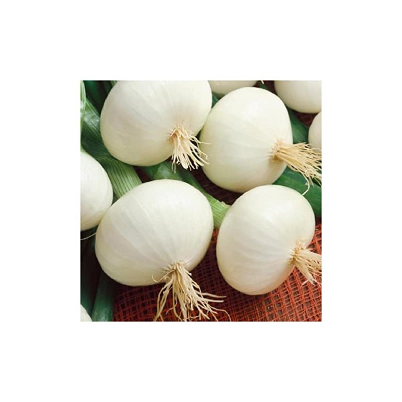 Everwilde Farms - 1 Lb Crystal White Wax Onion Seeds