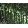Roots live BAMBOO ROOTS / Plant natural privacy fence CANOPY