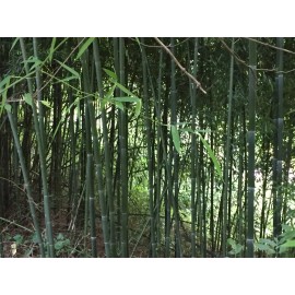Roots live BAMBOO ROOTS / Plant natural privacy fence CANOPY Perennials