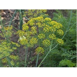 Dill Dukat Great Garden Herb by Seed Kingdom (1 OZ Seeds)