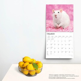 Rats | 2025 12 x 24 Inch Monthly Square Wall Calendar | Plastic-Free | BrownTrout | Domestic Animals Mouse