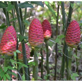 Ginger Shampoo Plants Rhizomes Hawaiian Shampoo Ginger Bulbs Bitter Ginger Plant Roots Awapuhi Plants for Garden Pinecone Ginger 2 Live Rhizomes