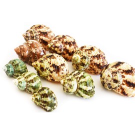 Select 10 Hermit Crab Shells Turbo Changing Seashells Small-Medium 1"-2" Size (Opening Size 5/8" - 1") Beautiful