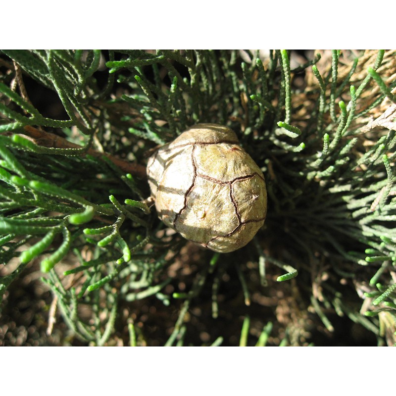 Italian Cypress | Small Tree Seedling | The Jonsteen Company