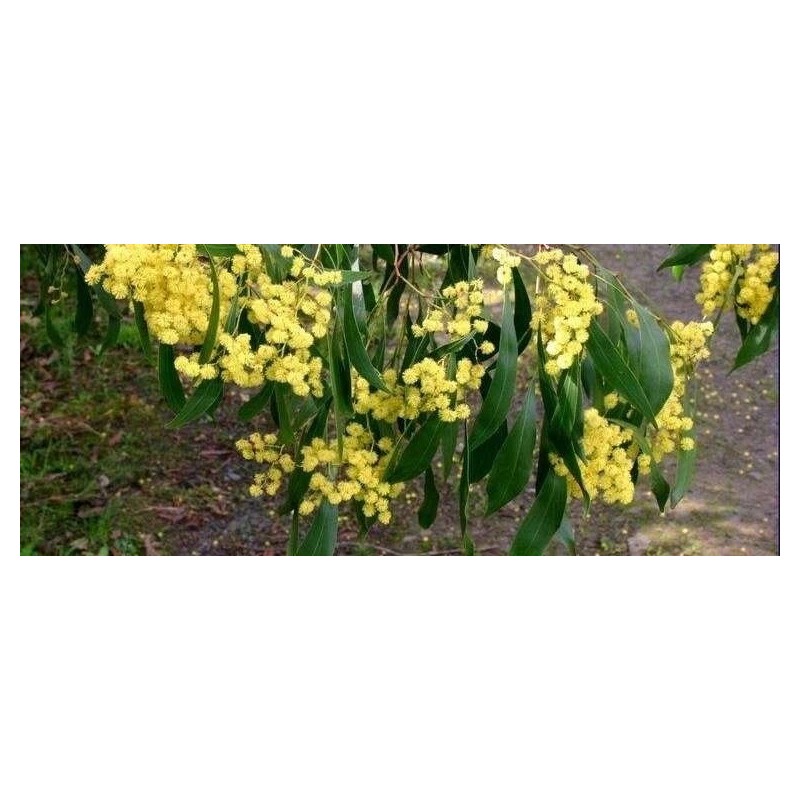 Fresh Acacia Golden Wattle Tree Seed fresh 30 seeds for