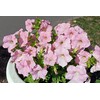 1000 Seeds Pack Petunia Multiflora Hybrida F2 Colorama Mixed -